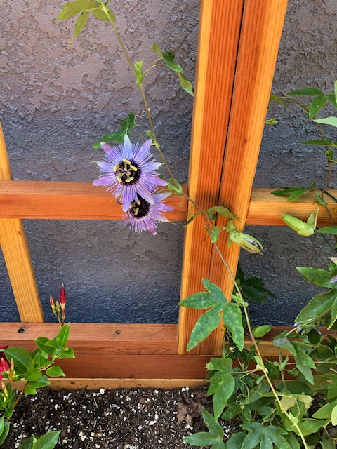 best planter with trellis San Laura's Redwood Planter Box with Trellis – Best Redwood